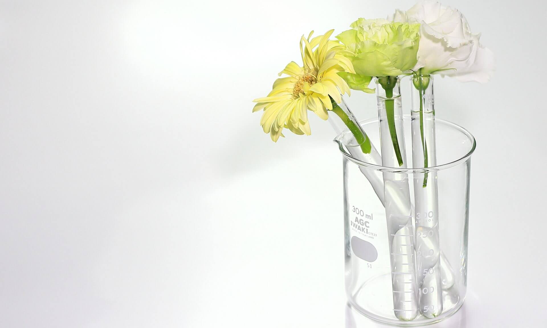 ハーバリウムに生花を使ってはダメ その理由とおすすめ花材を紹介 クラフトスタジオ